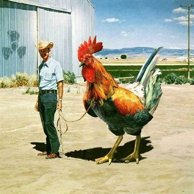 big bird